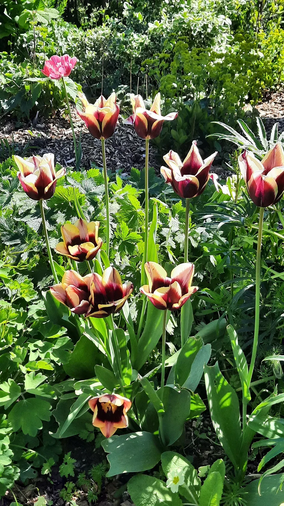 Flowers blooming at Clay Farm Community Garden