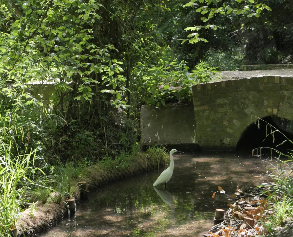 Hobson's Brook after its recent habitat improvements, photographed by Damian Gillie