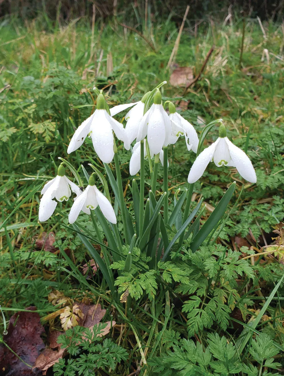 Snowdrops flowering in Trumpington Community Orchard