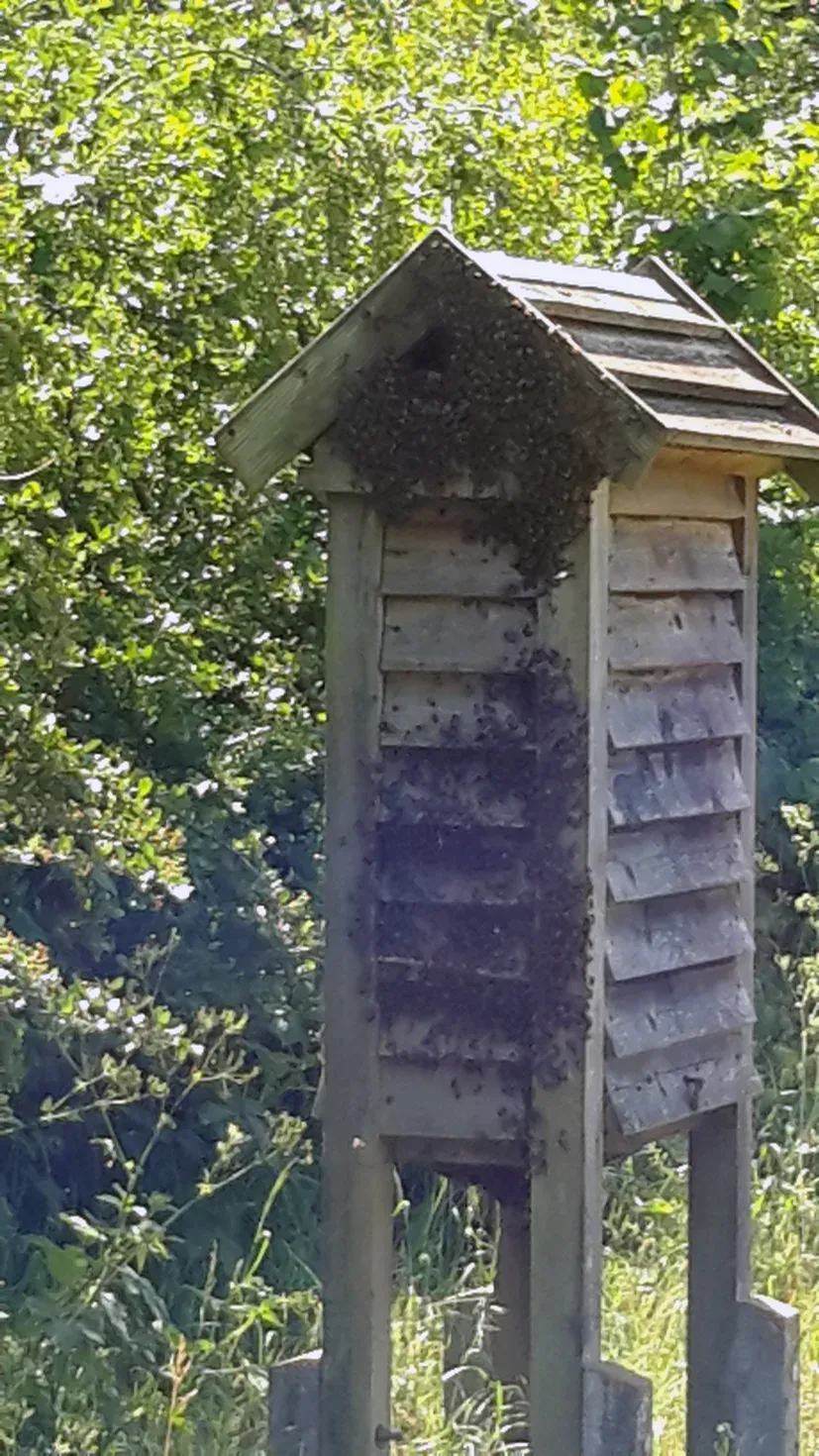 Bees keeping cool on the outside of the Community Orchard observation hive