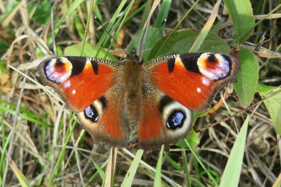 A peacock butterfly at Trumpington Community Orchard